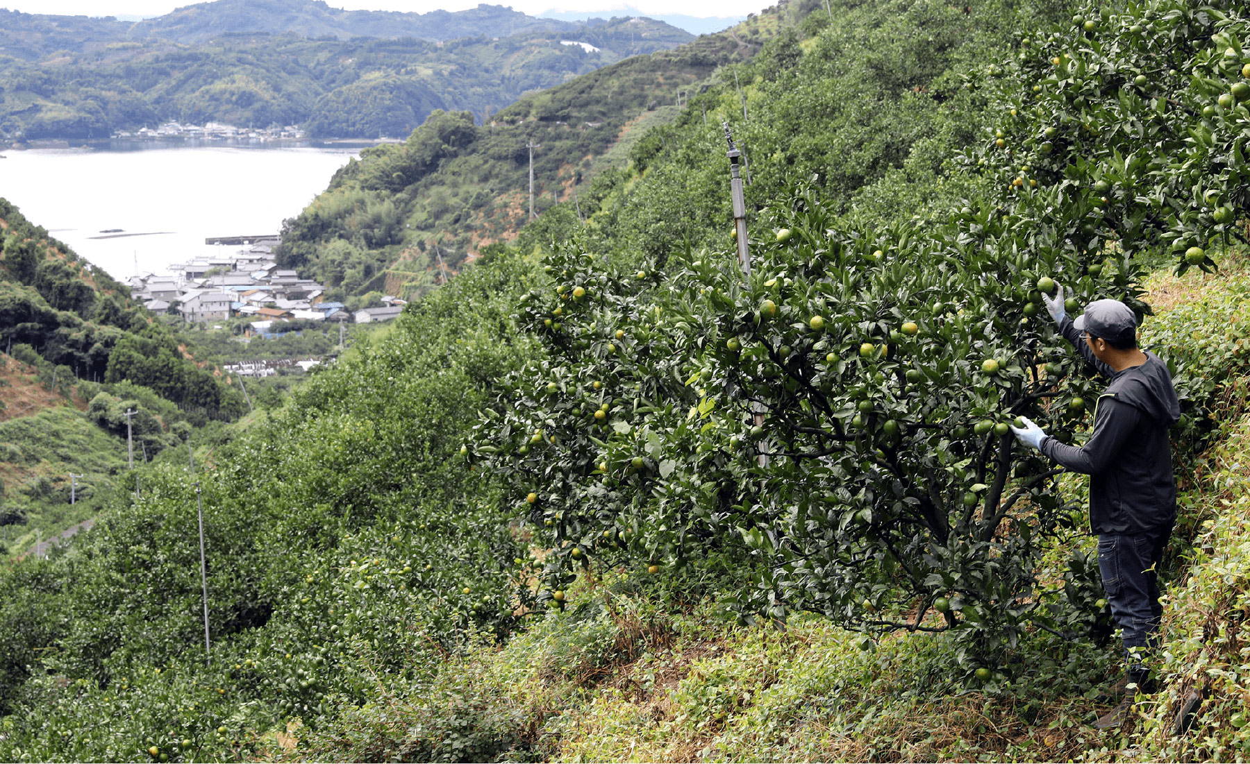 ミカン畑とそこから見える愛媛の自然豊かな景色