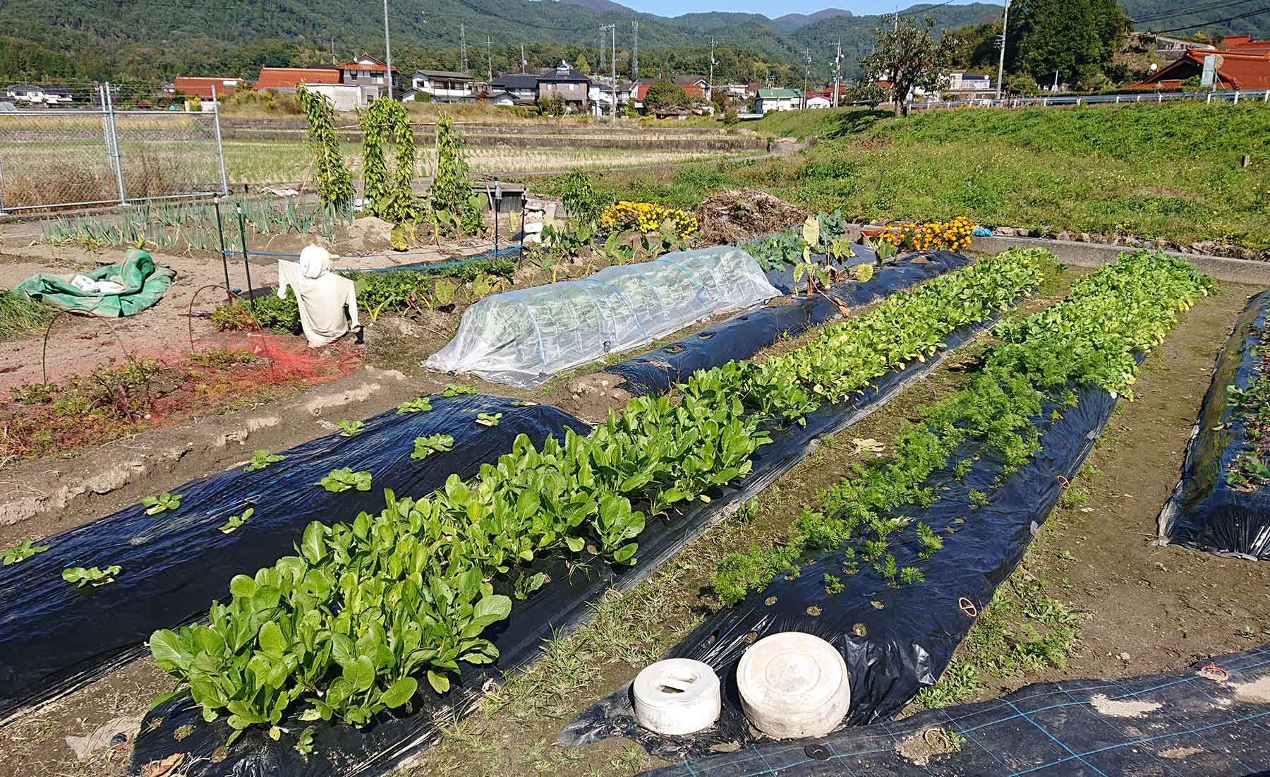 広島県廿日市市の畑