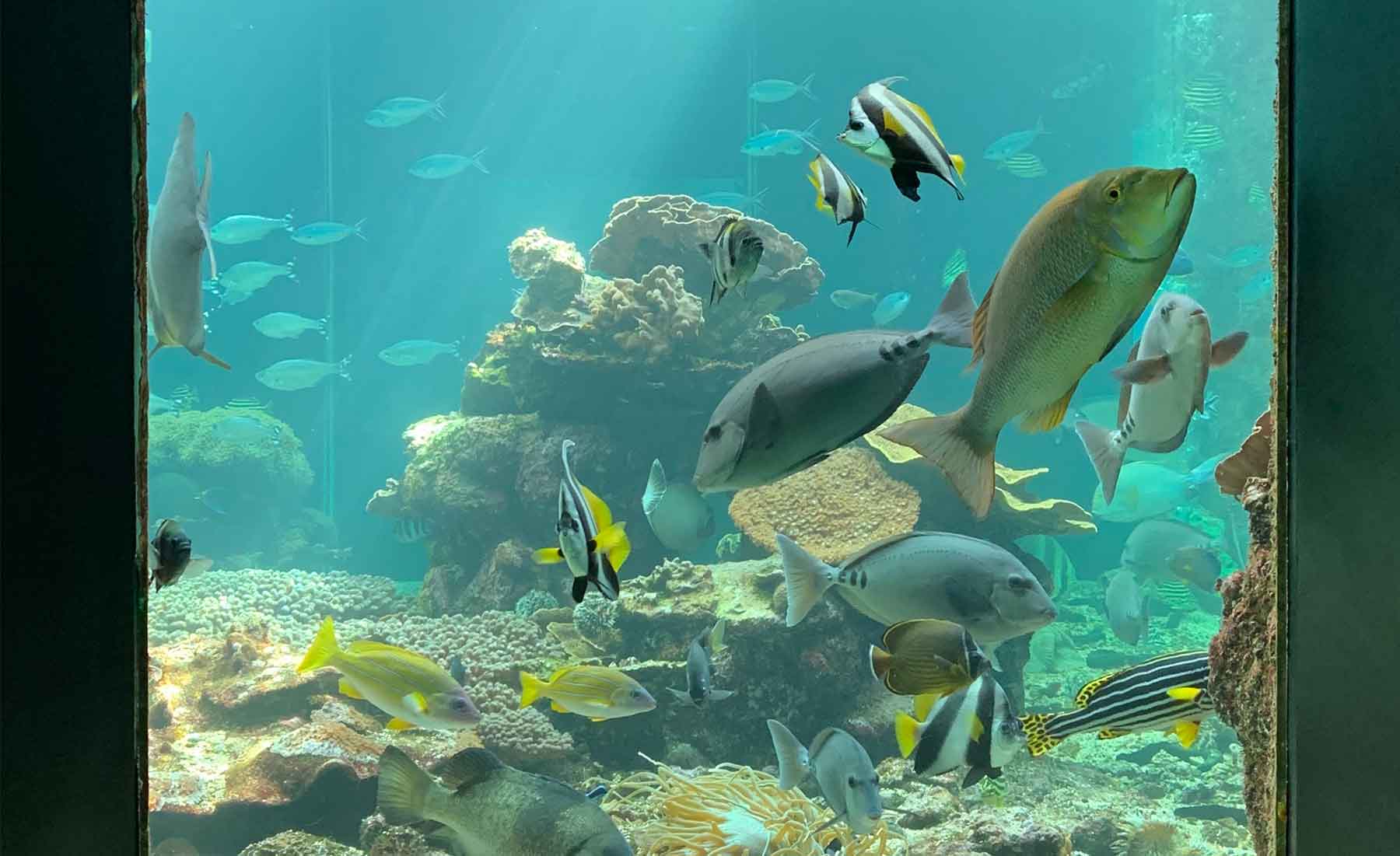 串本海中公園センター水族館の水槽