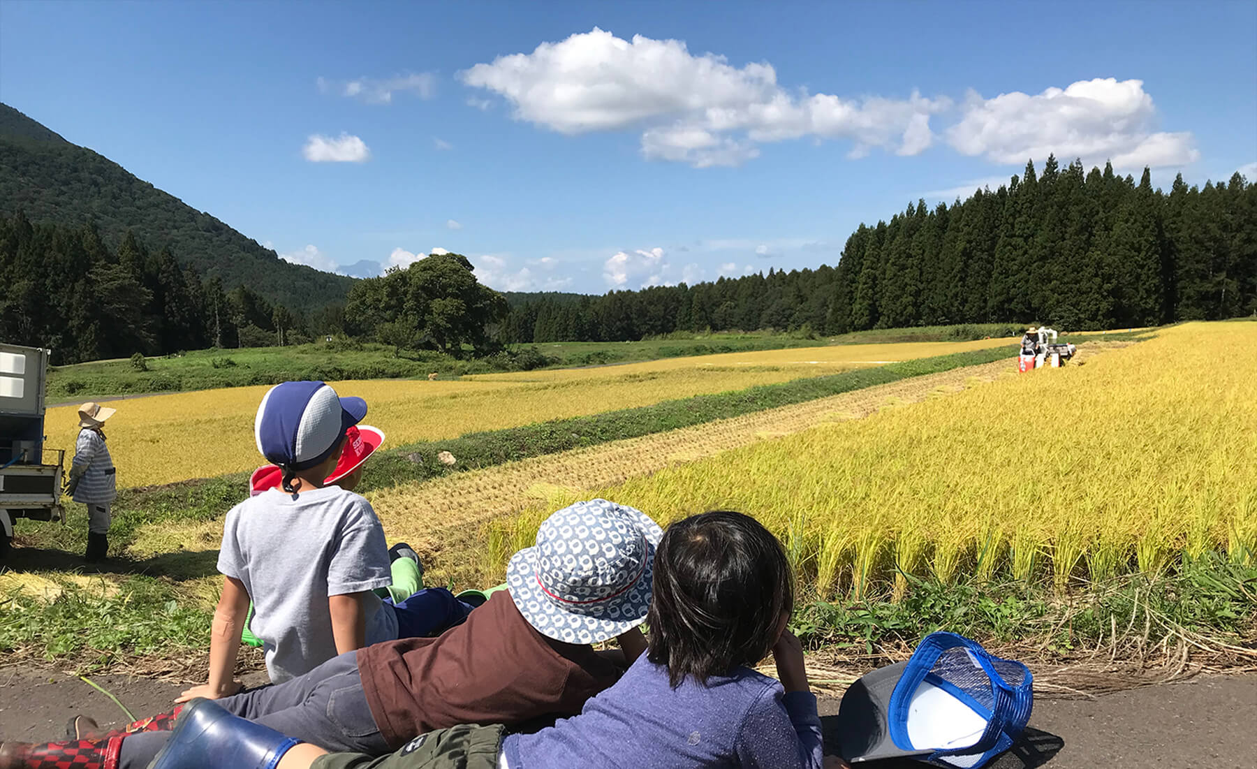 稲刈りを眺める園児たち