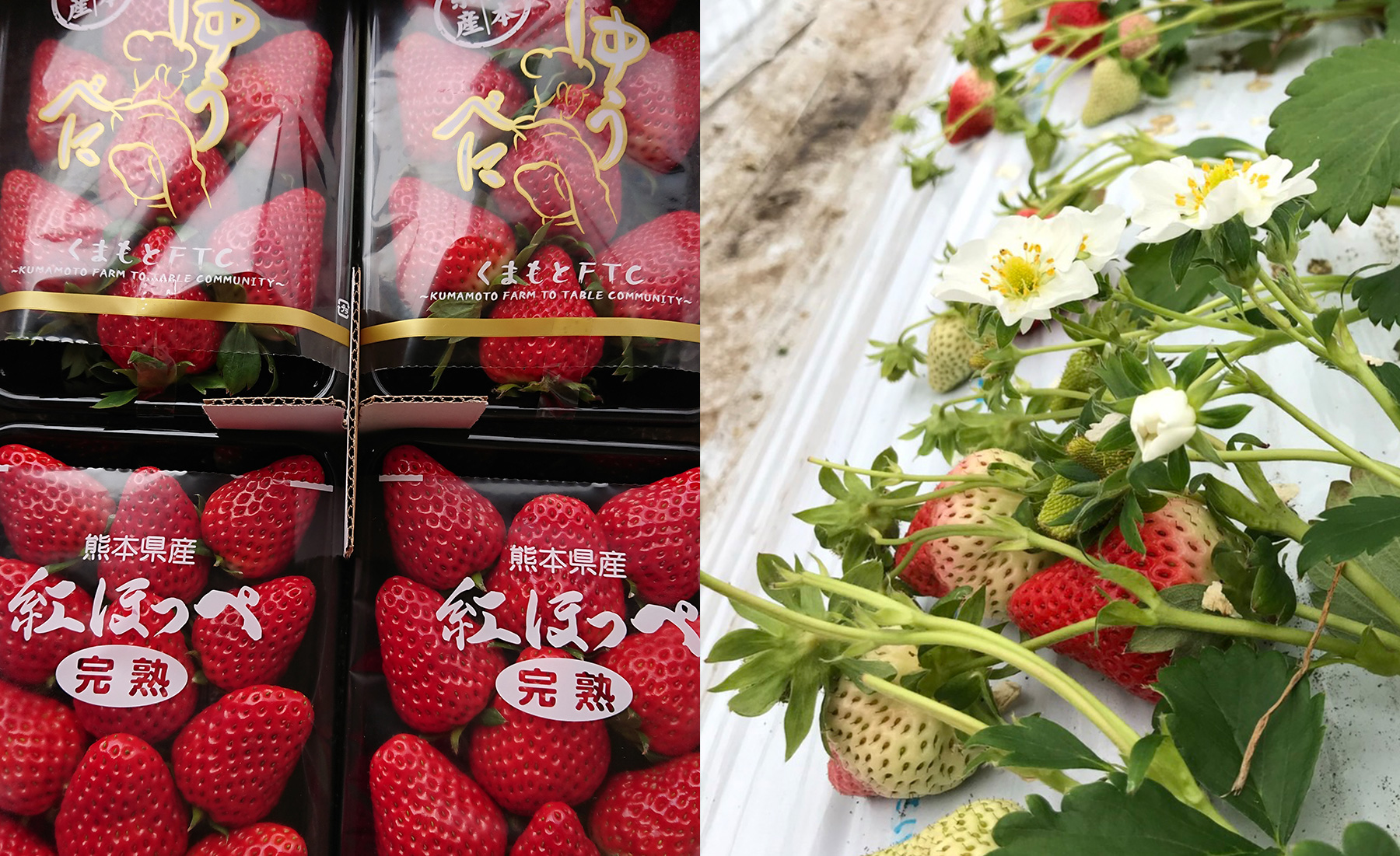 熊本県産のおいしそうなイチゴ