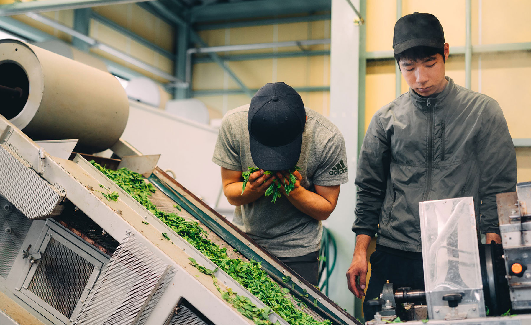 茶葉の製造作業中の水野さん