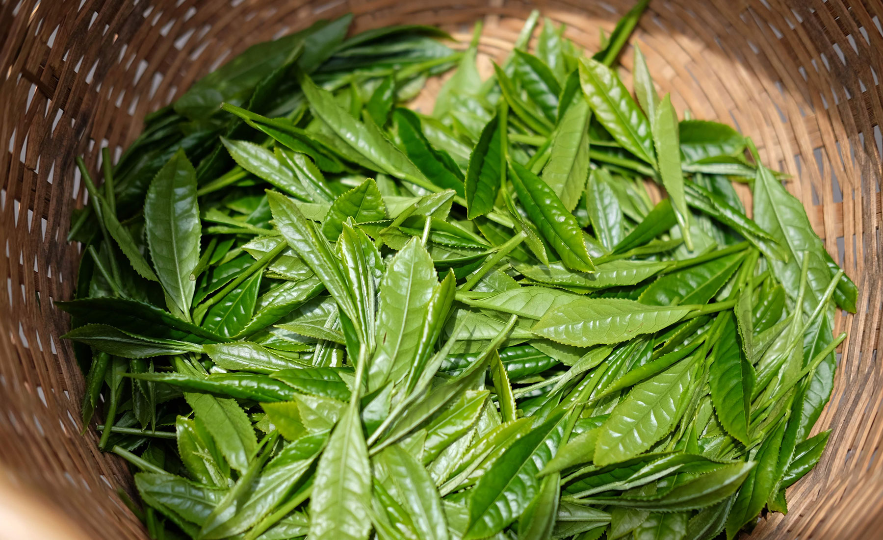 摘みたての茶葉