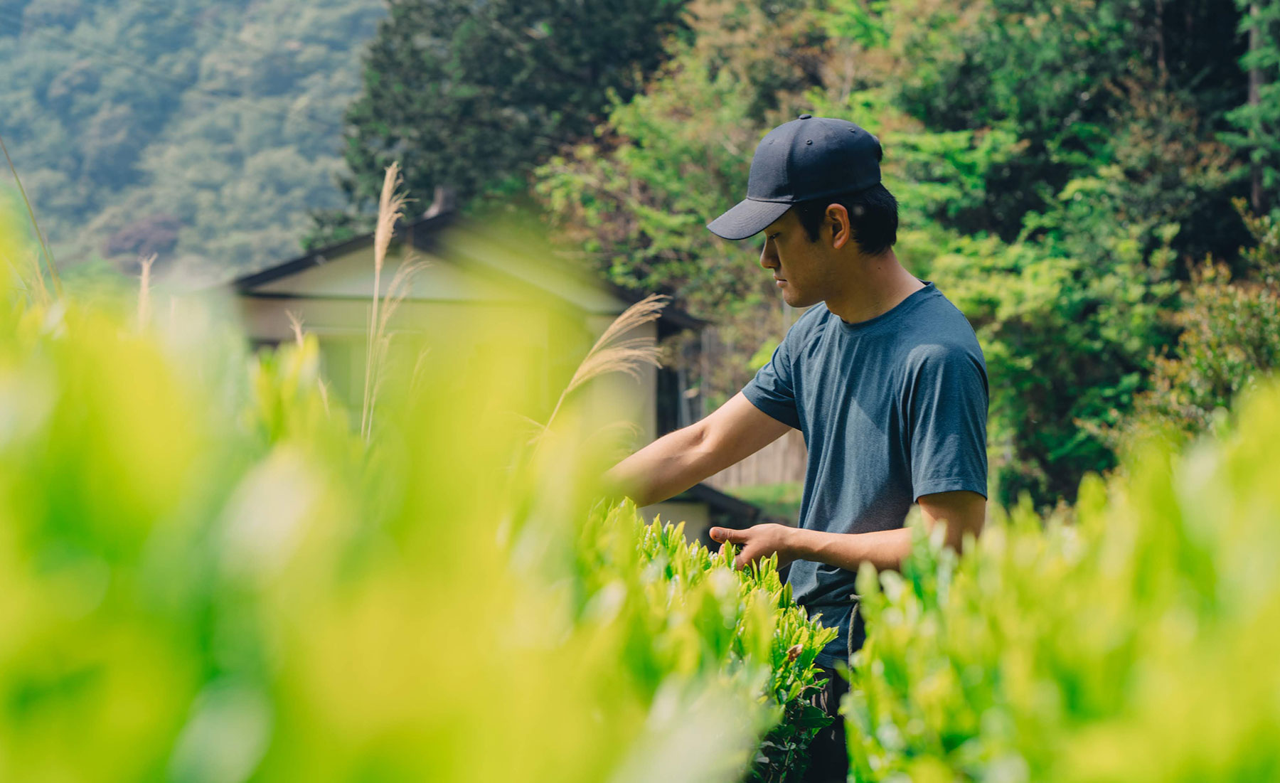 茶畑の管理をする水野さん