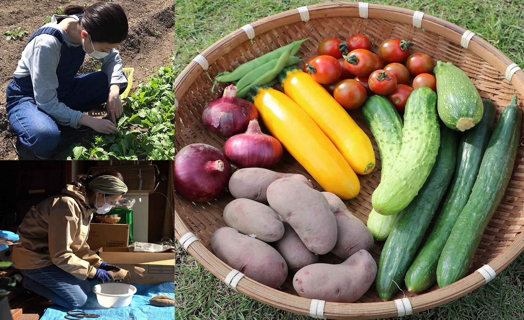 農作業と収穫した野菜