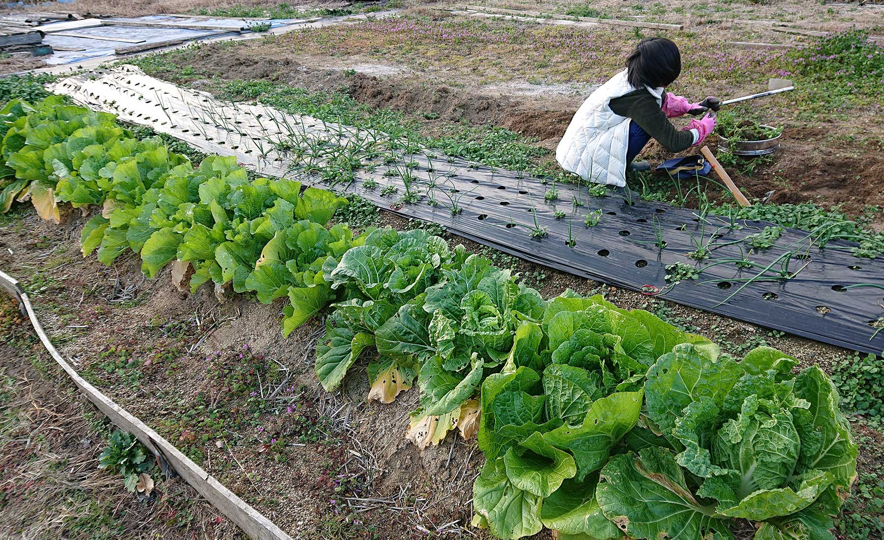 自宅の畑で家庭菜園を楽しむ