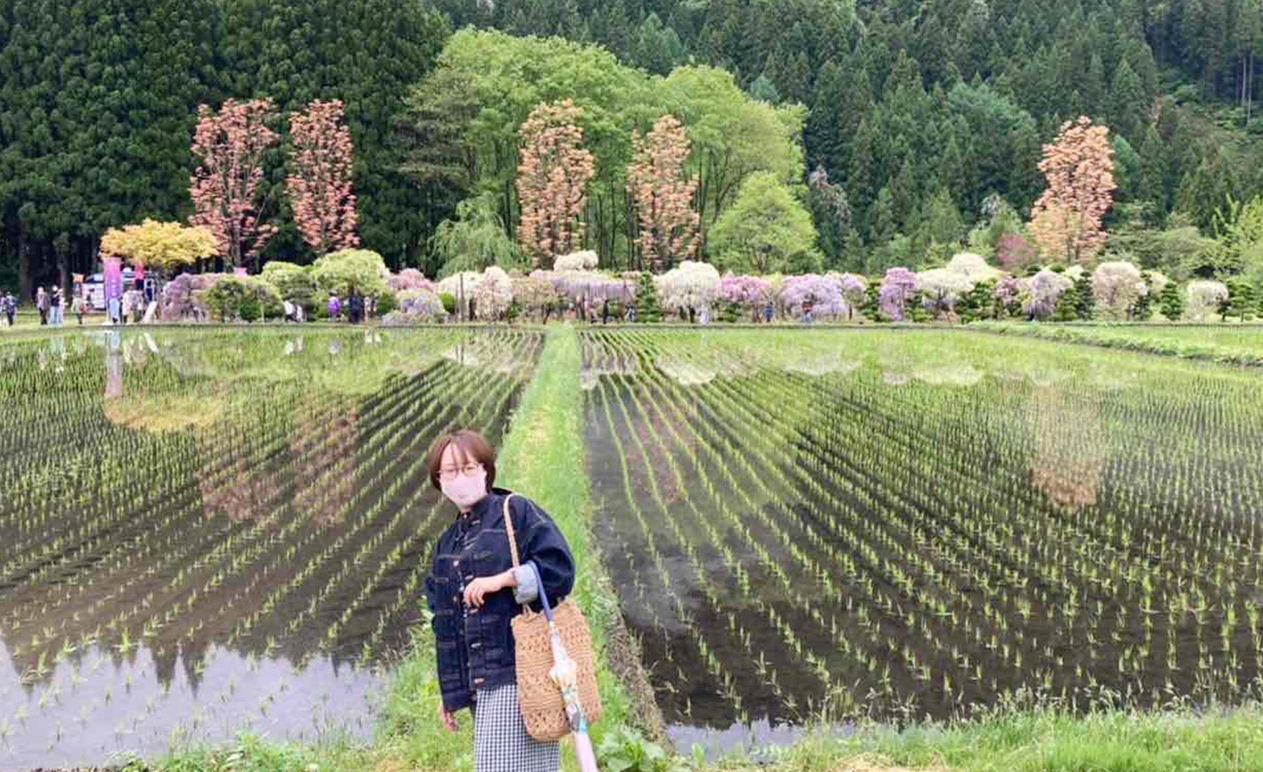 秋田県大館市の田んぼ