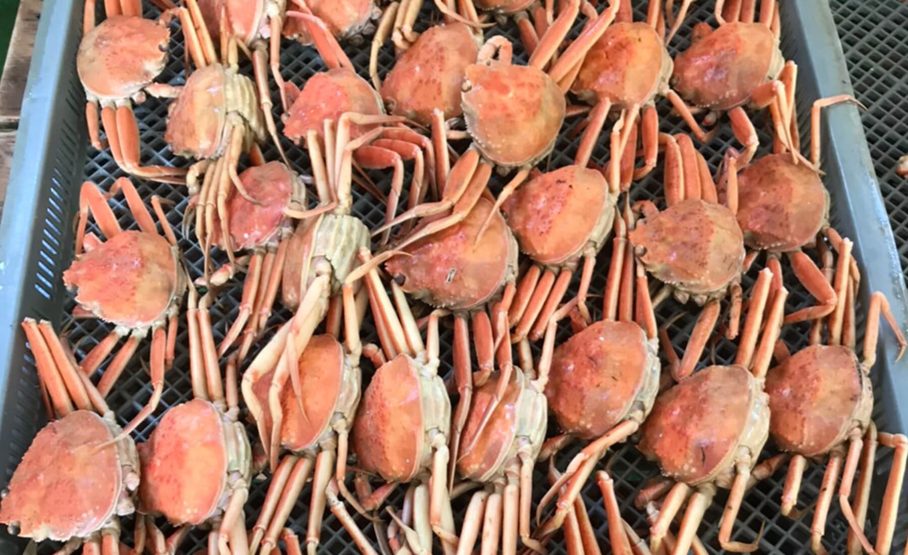 水産加工場のカニ