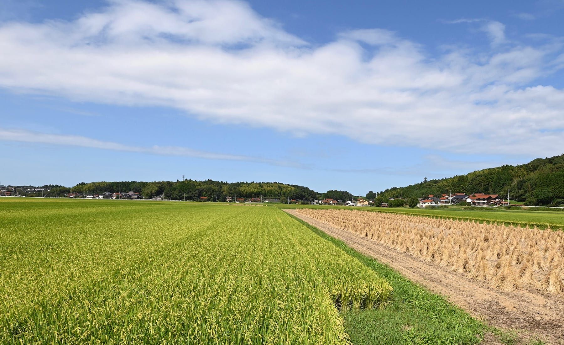 鳥取県南部町の田んぼ