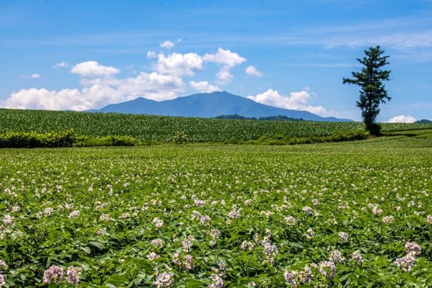 北海道中札内村