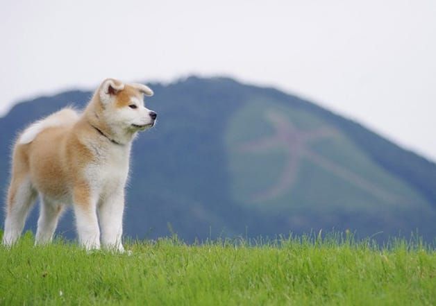 秋田県大館市