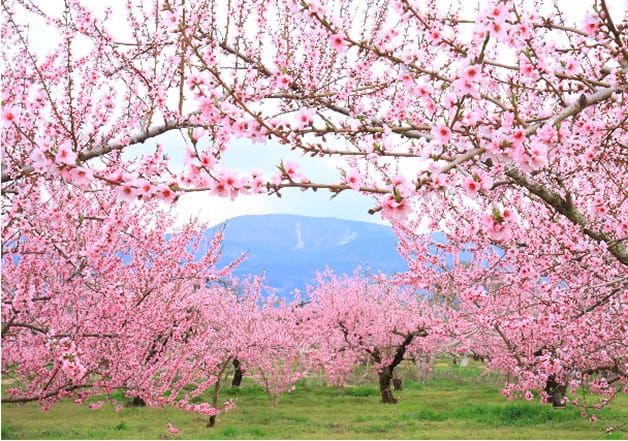 福島県桑折町