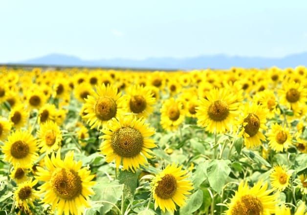 山口県山陽小野田市