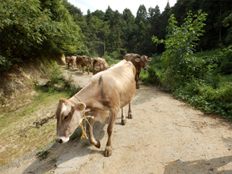 里山放牧