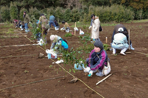 椿苗植栽による耕作放棄地解消