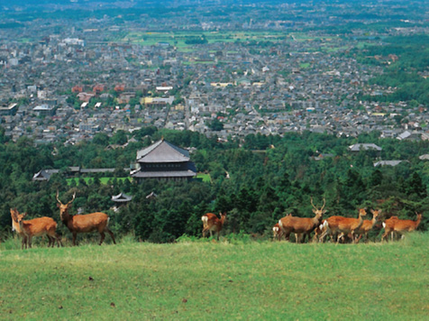 奈良公園